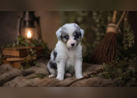 Australian Shepherd, Aussie Welpen