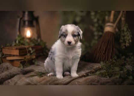 Australian Shepherd, Aussie Welpen