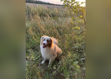 Australian Shepherd Rüde – 5 Jahre, kinderlieb & gesund