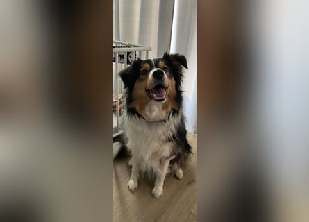 Aussi Australian Shepherd / Border Collie 3 Jahre