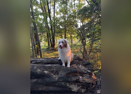 Australian Shepherd Rüde – 5 Jahre, kinderlieb & gesund