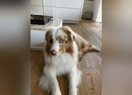 Australian Shepherd Rüde – 5 Jahre, kinderlieb & gesund