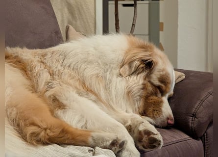 Australian Shepherd Rüde, 4 Jahre – in liebevolle Hände abzugeben
