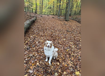 Australian Shepherd Rüde, 4 Jahre – in liebevolle Hände abzugeben