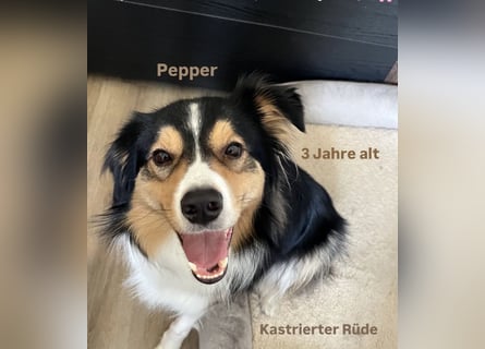 Aussi Australian Shepherd / Border Collie 3 Jahre