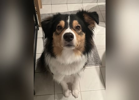 Aussi Australian Shepherd / Border Collie 3 Jahre