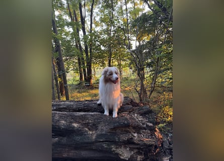 Australian Shepherd Rüde, 4 Jahre – in liebevolle Hände abzugeben