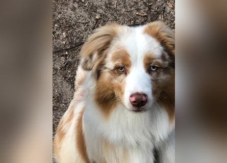 Australian Shepherd Rüde – 5 Jahre, kinderlieb & gesund