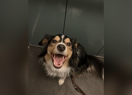 Aussi Australian Shepherd / Border Collie 3 Jahre