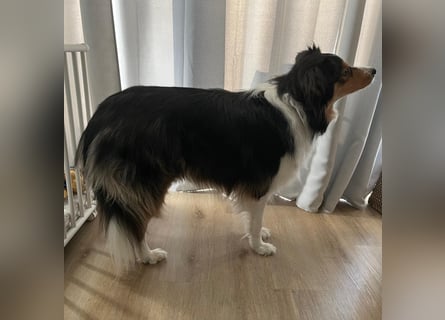 Aussi Australian Shepherd / Border Collie 3 Jahre