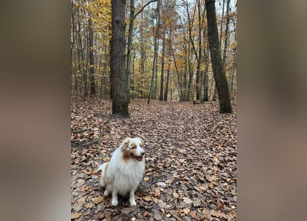 Australian Shepherd Rüde – 5 Jahre, kinderlieb & gesund