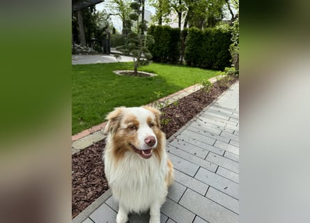 Australian Shepherd Rüde – 5 Jahre, kinderlieb & gesund
