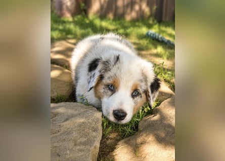 Wir haben zur Zeit traumhafte Australian Shepherd Welpen abzugeben !