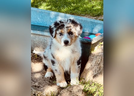 Wir haben zur Zeit traumhafte Australian Shepherd Welpen abzugeben !