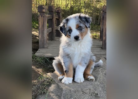 Wir haben zur Zeit traumhafte Australian Shepherd Welpen abzugeben !