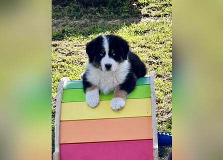 Wir haben zur Zeit traumhafte Australian Shepherd Welpen abzugeben !