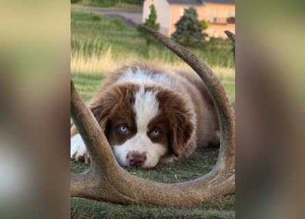 Wir haben zur Zeit traumhafte Australian Shepherd Welpen abzugeben !