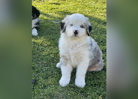 Wir haben zur Zeit traumhafte Australian Shepherd Welpen abzugeben !