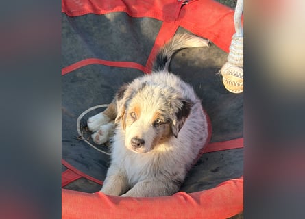Australian Shepherd Welpen ASCA und MASCA  !
