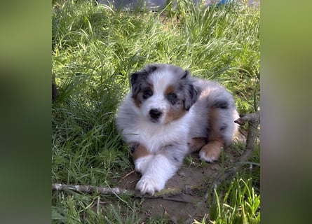 Wir haben zur zeit traumhafte Australian Shepherd Welpen abzugeben !