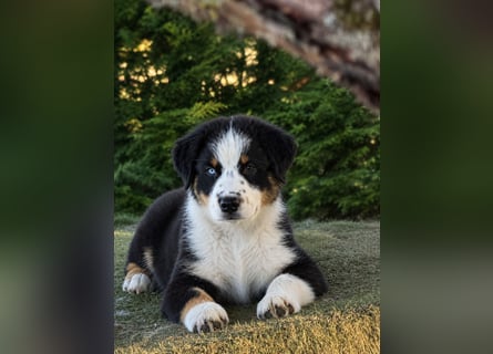 Australian Shepherd Welpen einzelne Rüden suchen noch eine passende Familie !