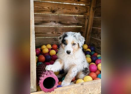 Wir haben zur Zeit traumhafte Australian Shepherd Welpen abzugeben !