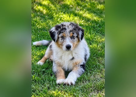 Australian Shepherd Welpen einzelne Rüden suchen noch eine passende Familie !
