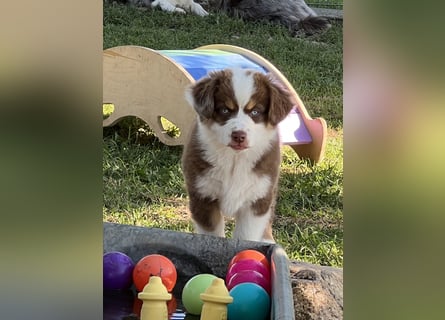 Wir haben zur Zeit traumhafte Australian Shepherd Welpen abzugeben !