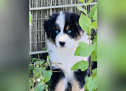 Wir haben zur zeit traumhafte Australian Shepherd Welpen abzugeben !