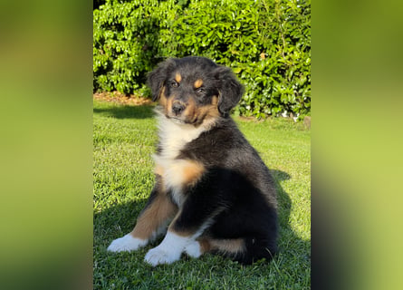 Wir haben zur Zeit traumhafte Australian Shepherd Welpen abzugeben !