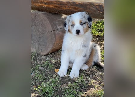 Wir haben zur Zeit traumhafte Australian Shepherd Welpen abzugeben !