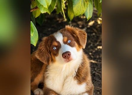 Australian Shepherd Welpen ASCA und MASCA  !