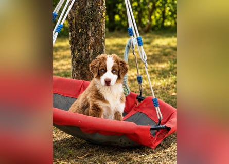 Australian Shepherd Welpen ASCA und MASCA  !