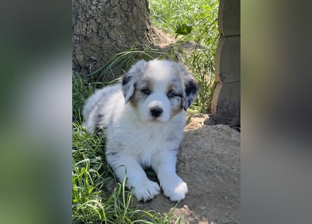 Wir haben zur zeit traumhafte Australian Shepherd Welpen abzugeben !