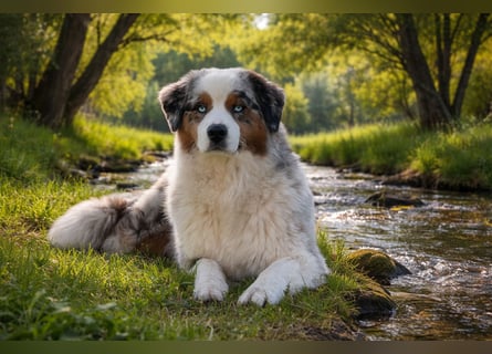 Wir haben zur Zeit traumhafte Australian Shepherd Welpen abzugeben !