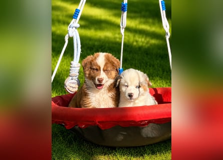 Wir haben zur Zeit traumhafte Australian Shepherd Welpen abzugeben !
