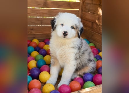 Wir haben zur Zeit traumhafte Australian Shepherd Welpen abzugeben !