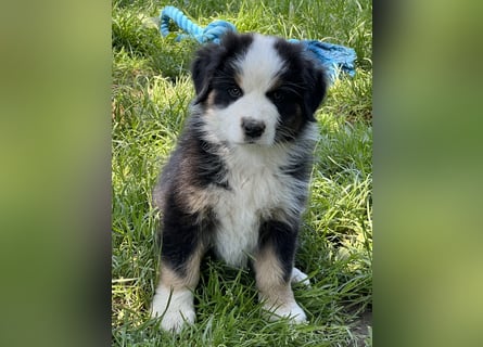 Wir haben zur zeit traumhafte Australian Shepherd Welpen abzugeben !