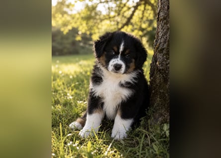 Wir haben zur Zeit traumhafte Australian Shepherd Welpen abzugeben !