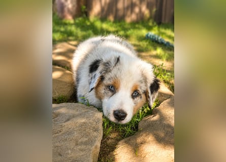 Australian Shepherd Welpen einzelne Rüden suchen noch eine passende Familie !