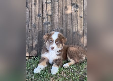Australian Shepherd Welpen einzelne Rüden suchen noch eine passende Familie !