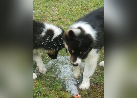 Australian Shepherd Junghund