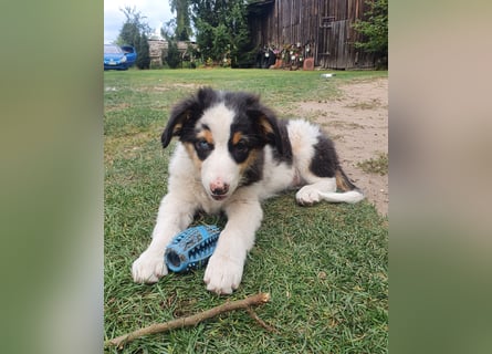 Australian Shepherd Junghund
