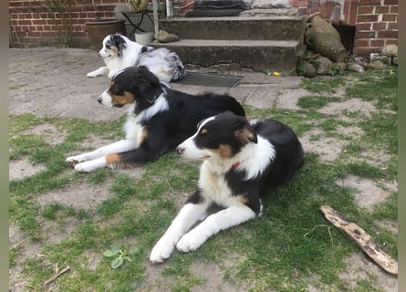 Australian Shepherd Junghund