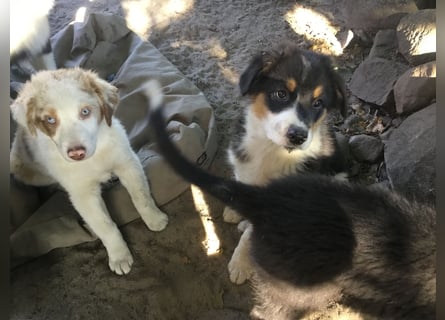 Australian Shepherd Junghund
