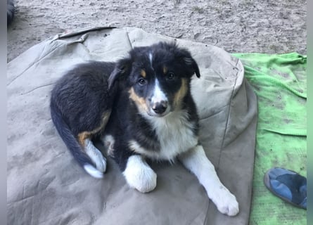 Australian Shepherd Junghund