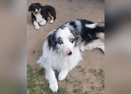 Australian Shepherd Junghund