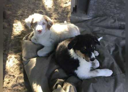 Australian Shepherd Junghund