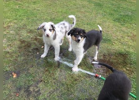 Australian Shepherd Junghund