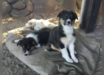 Australian Shepherd Junghund